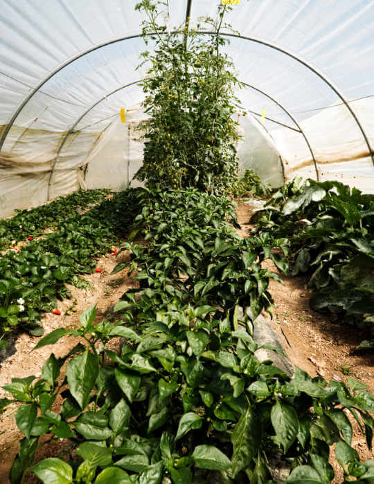 Inside a lush greenhouse, during the daytime.