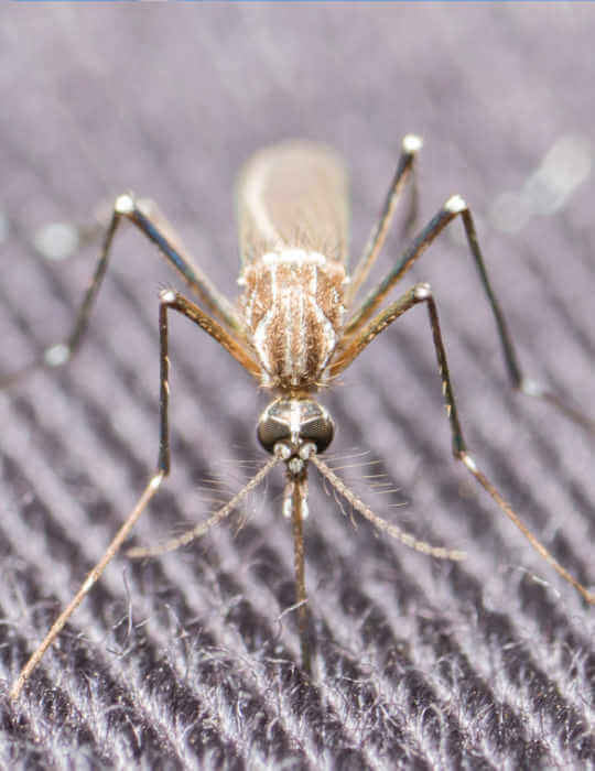 Aedes aegypti front view on fabric