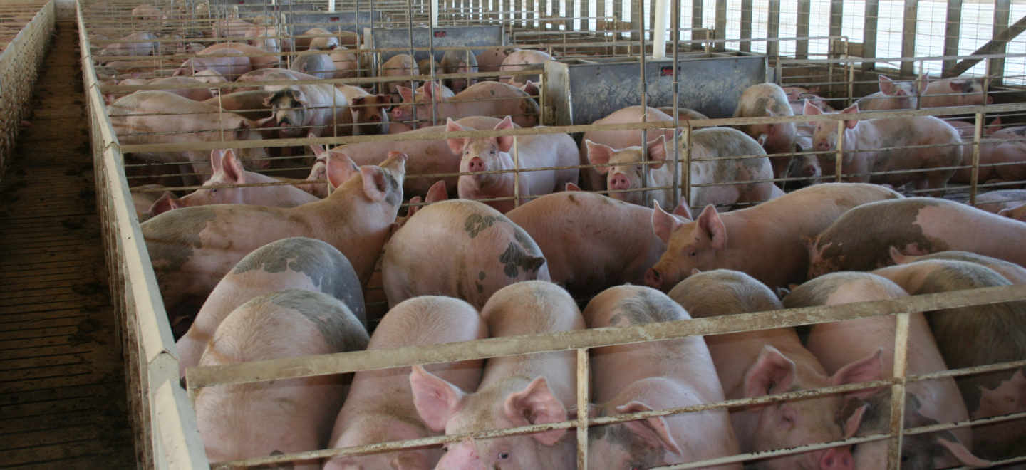 Hogs Inside an Iowa Swine Finishing Barn