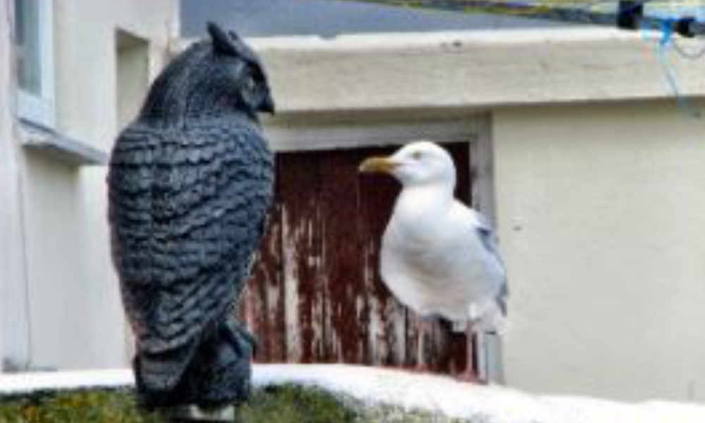 bird and owl on wall