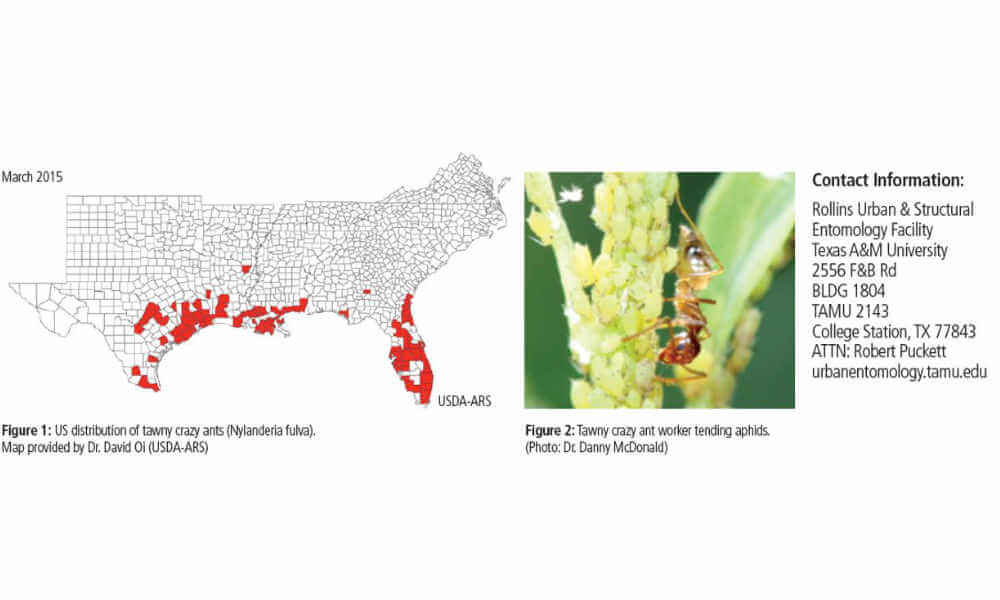 US Map of tawny crazy ants location in south