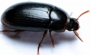 darkling beetle