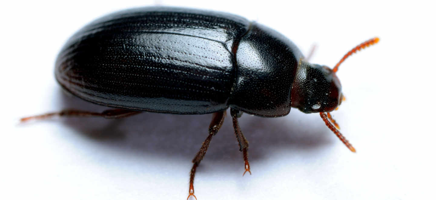 darkling beetle