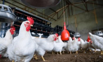 Roosters in an industrial barn