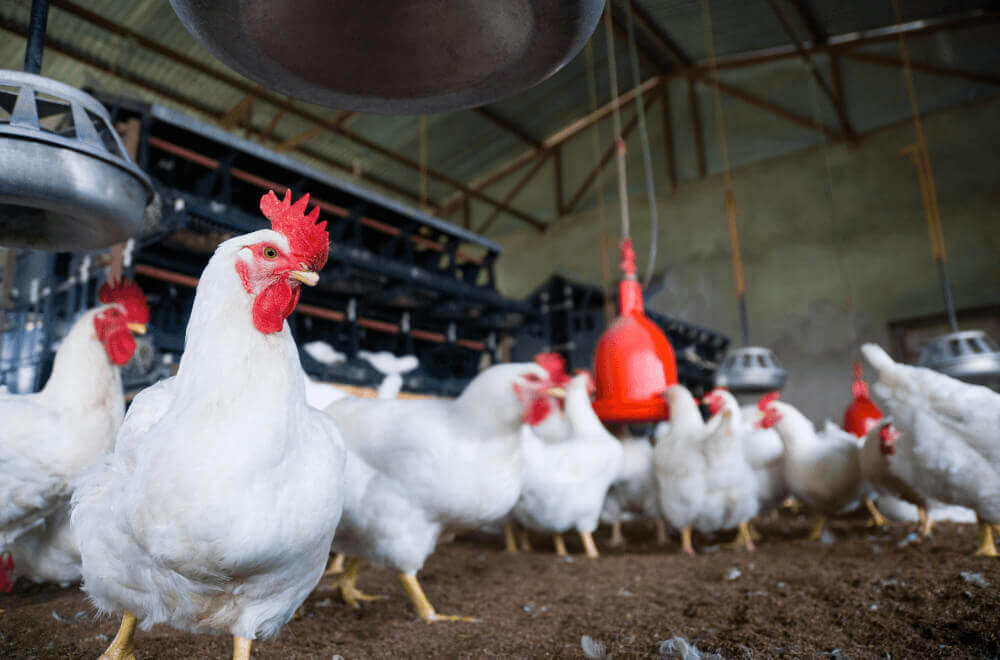 Roosters in an industrial barn