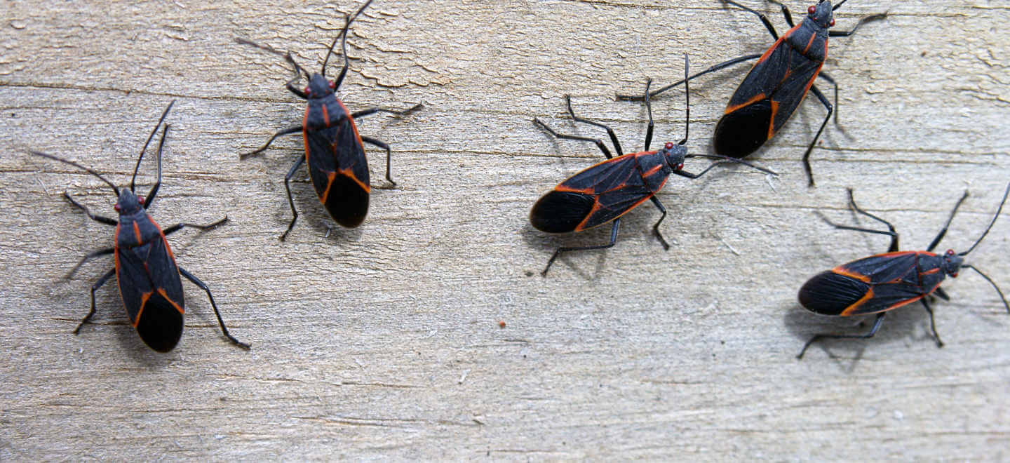 box elder bugs on table