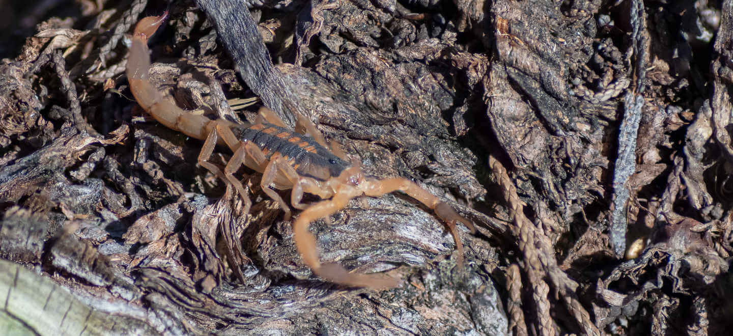 scorpion on wood chips