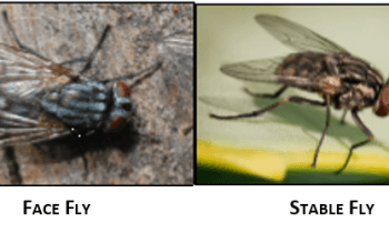 Banner with images from left to right of a house fly, face fly, stable fly, and horn fly.