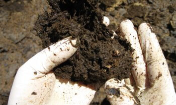 Closeup of two hands going through a clump of soil, inspecting for flies.