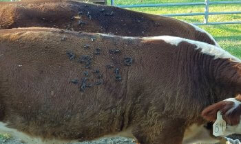 Female horse flies, also known as tabanids, cover the side of cattle in a field.