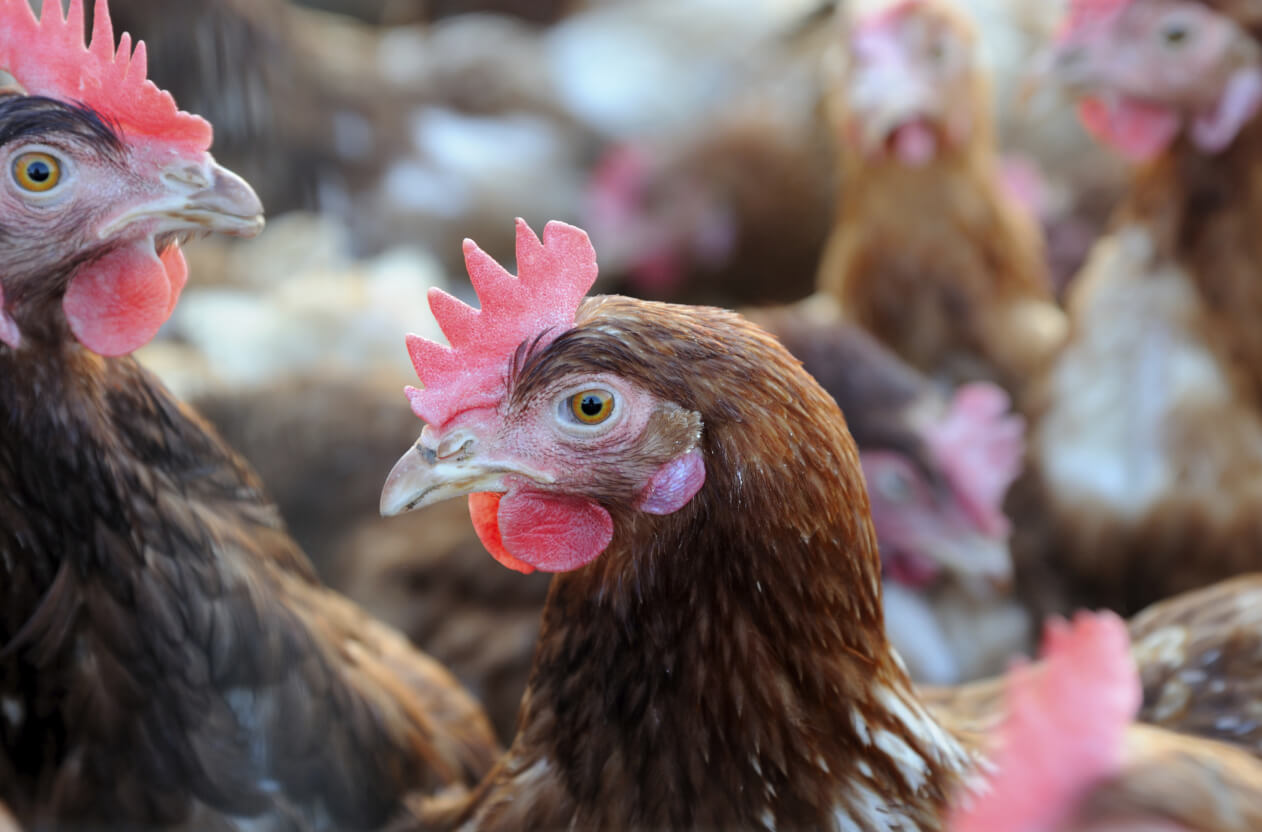 Chickens in cage-free facility