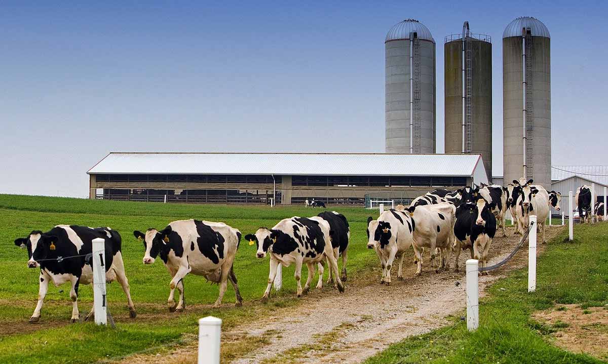 Cattle Outside of a Farm