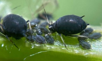 Black Bean aphids on green stalk