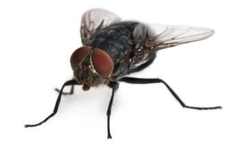 A close-up image of a house fly.