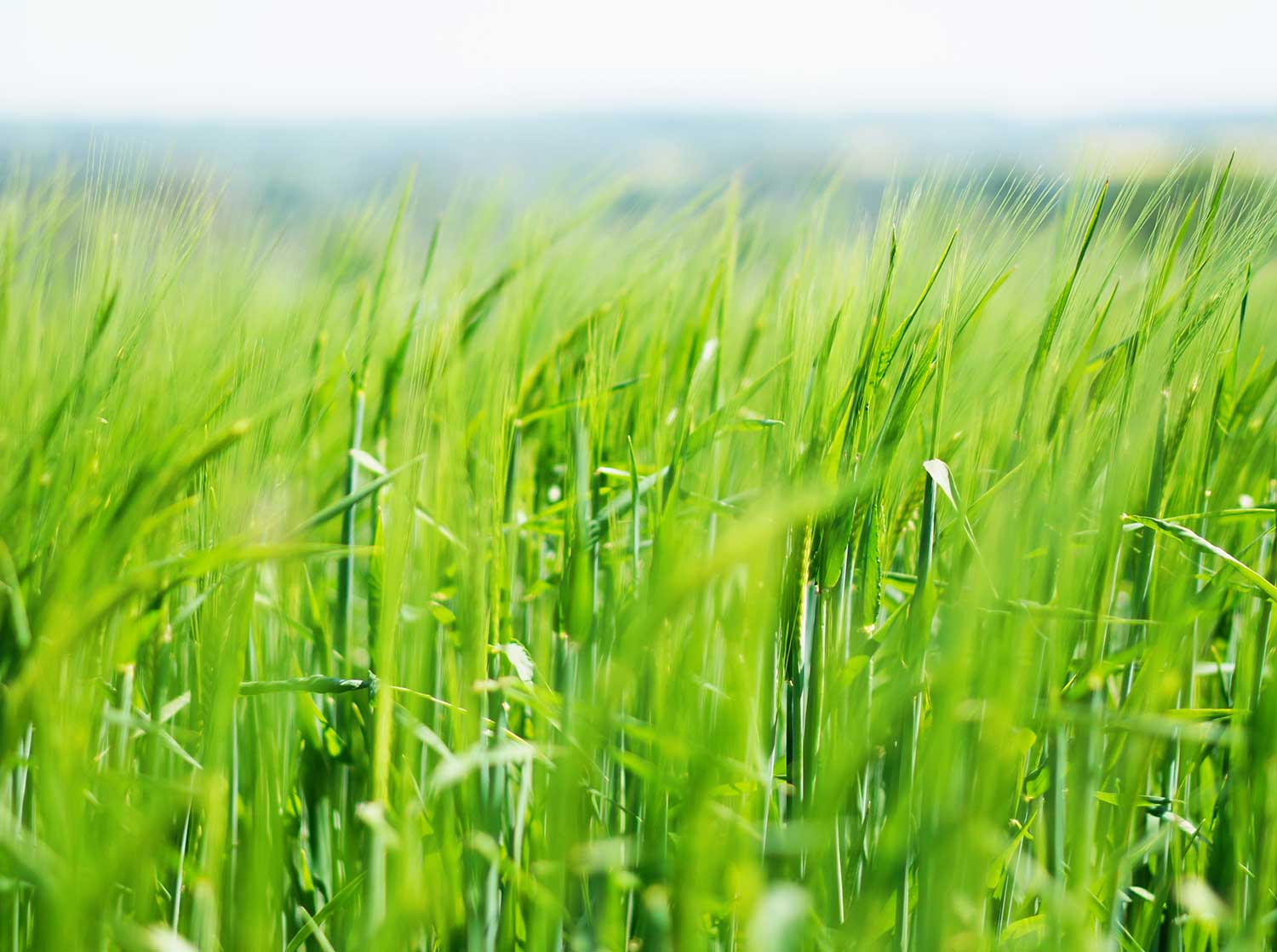 Benefits of Botanicals - Field of green grass, blue sky above